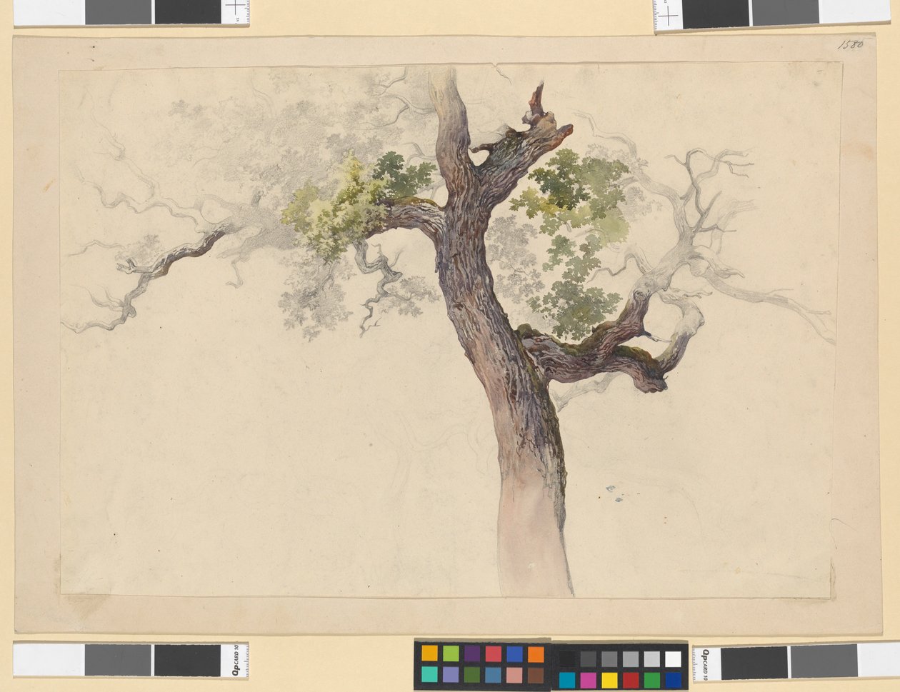 Study of a Tree by Josef Kriehuber