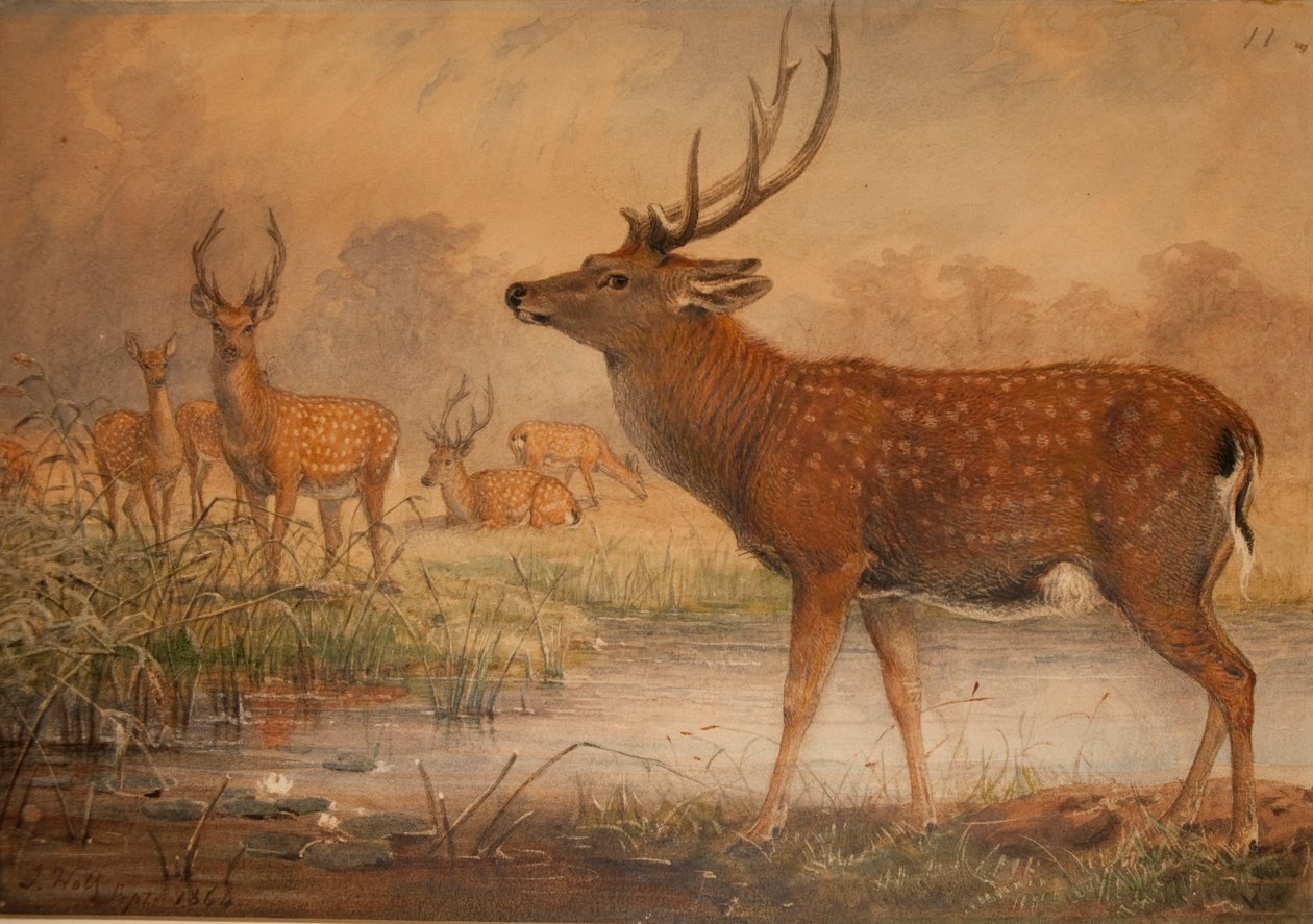 Manchurian Deer by Joseph Wolf