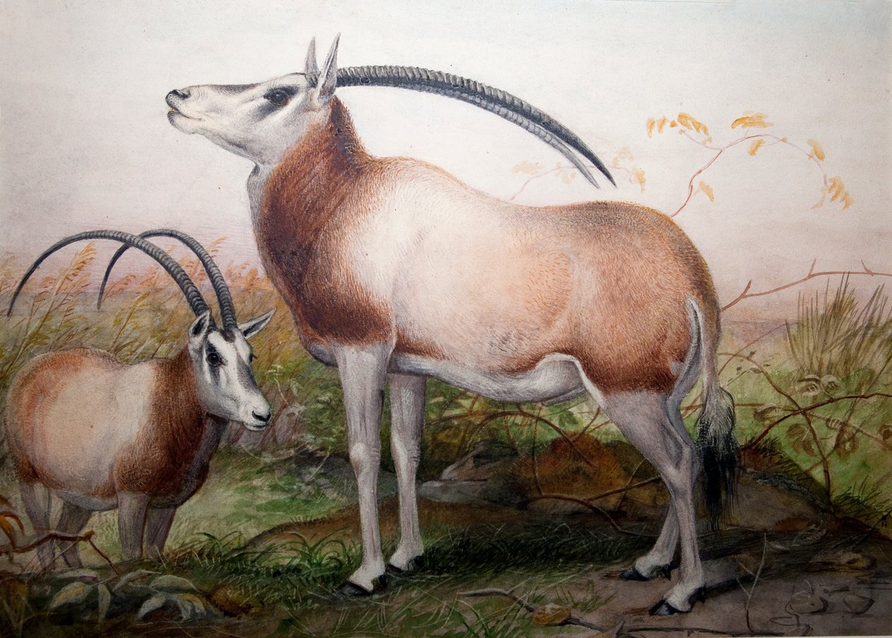 The Leucoryx Antelope, Oryx Leucoryx, c.1850 by Joseph Wolf