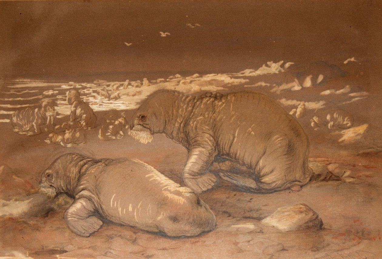 Walrus - Tricherchus Rosmarus by Joseph Wolf