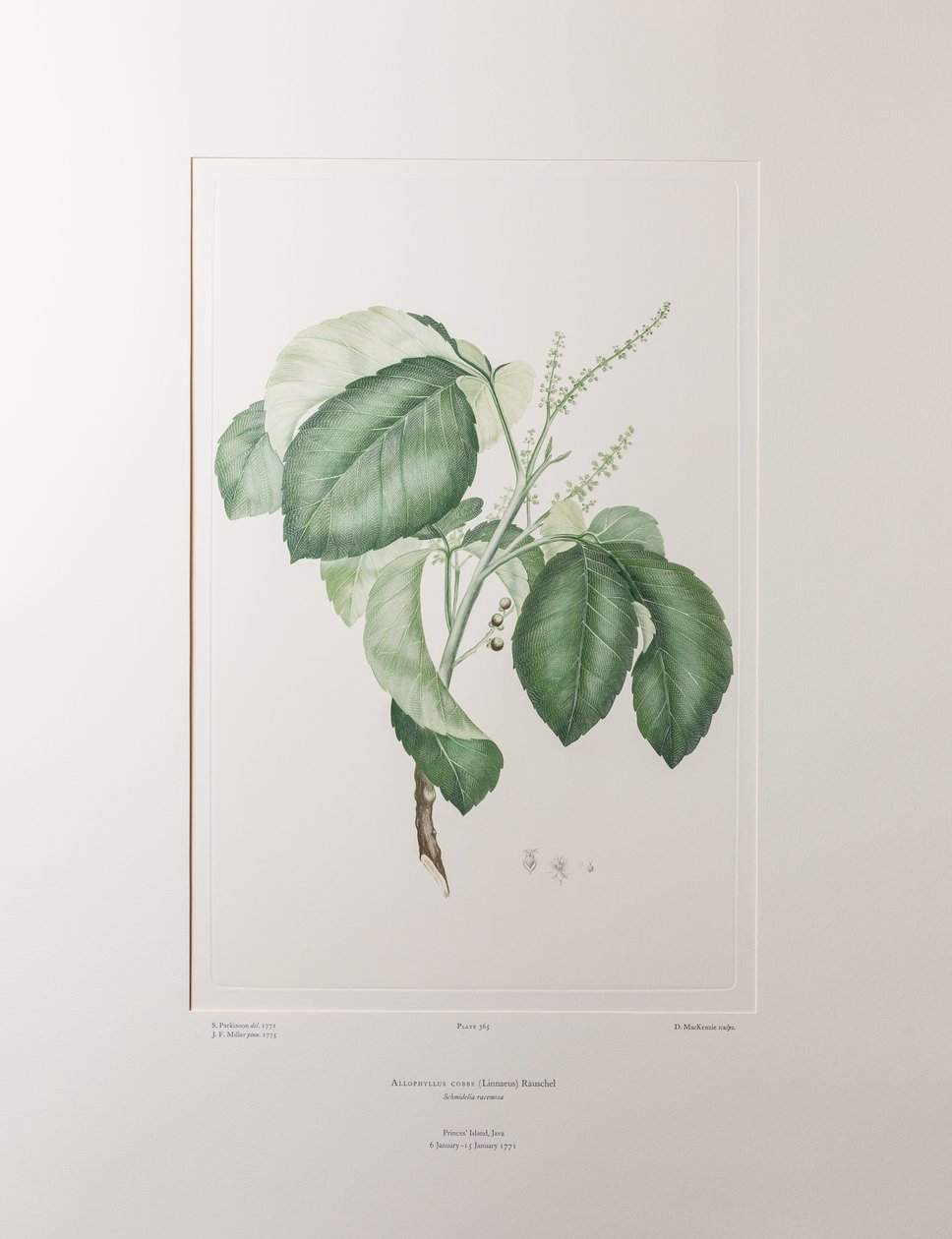 Allophyllus cobbe - Plate 365, Banks