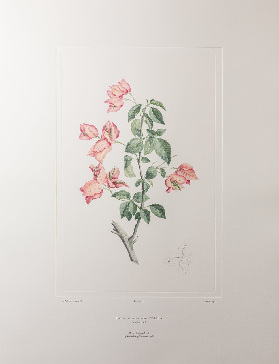 Bouganvillea spectabilis (Nyctaginaceae) - Plate 355, Banks