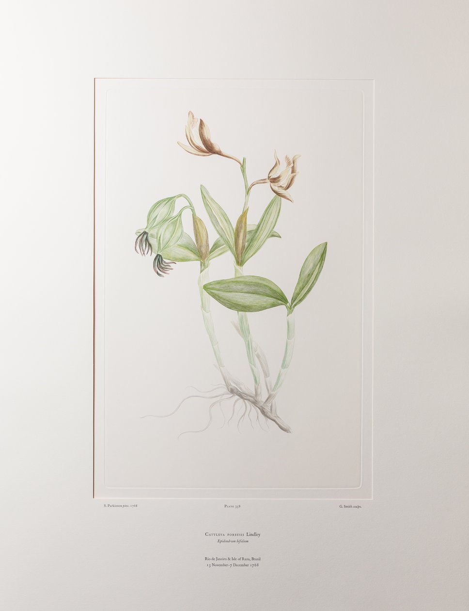 Cattleya forbesii (Orchidaceae) - Plate 358, Banks