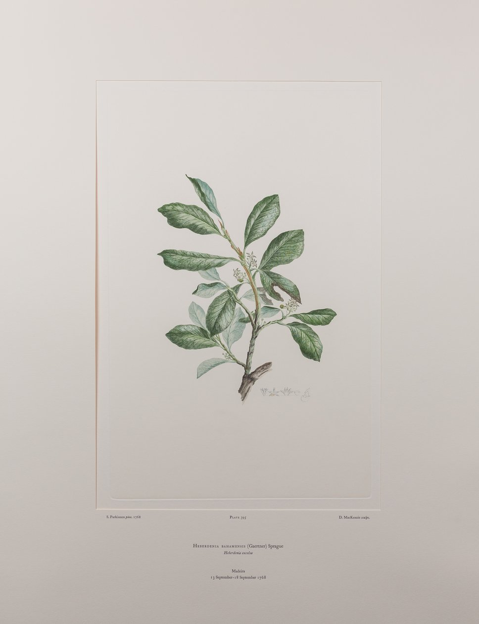 Heberdenia bahamensis (Myrsinaceae) - Plate 395, Banks
