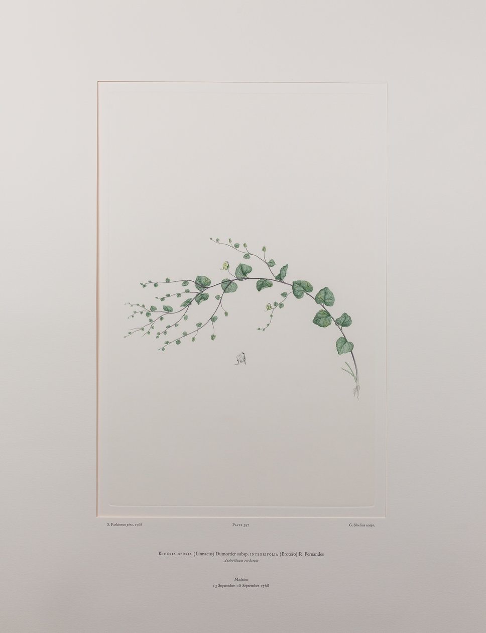 Kicksia Spuria Subsp. Integrifolia (Scrophulariaceae) - Plate 397, Banks