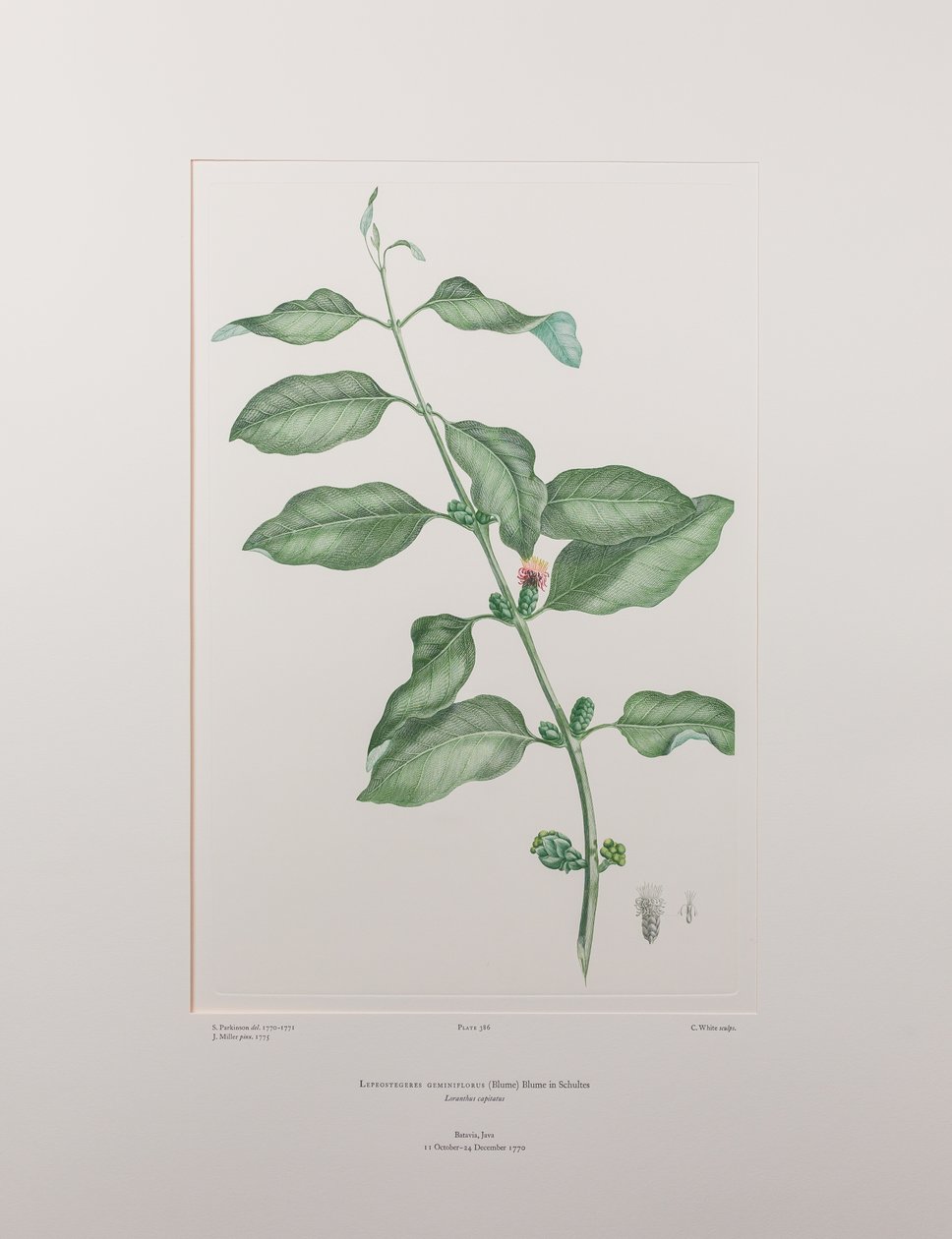 Lepeostegeres geminiflorus (Loranthaceae) - Plate 386, Banks