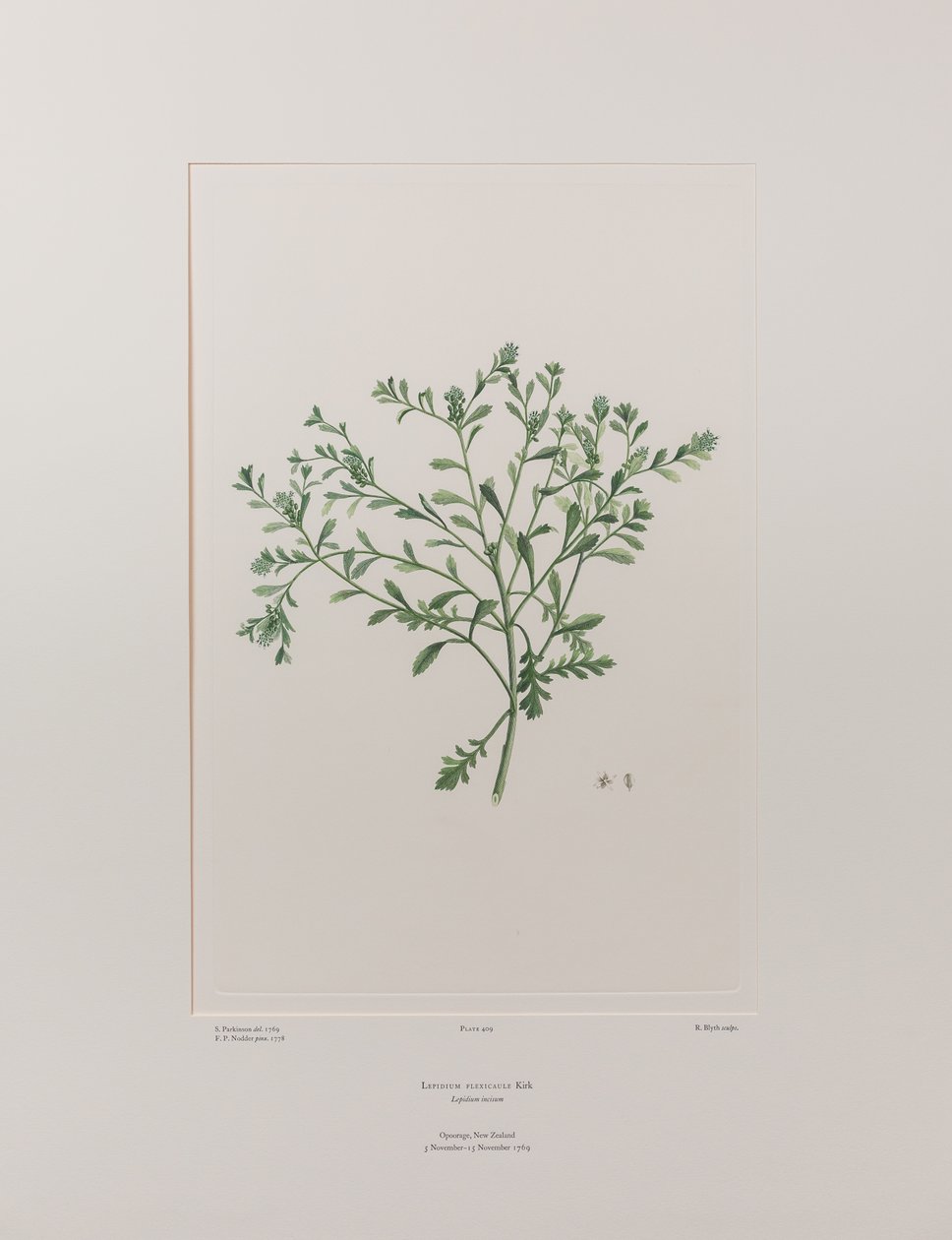 Lepidium flexicaule (Cruciferae) - Plate 409, Banks