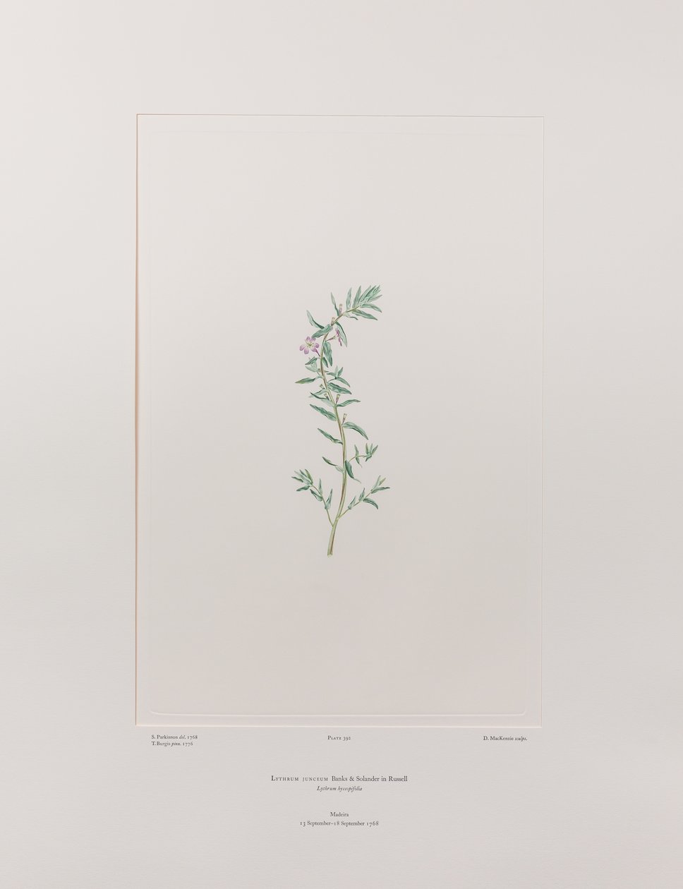 Lythrum junceum (Lythraceae) - Plate 392, Banks