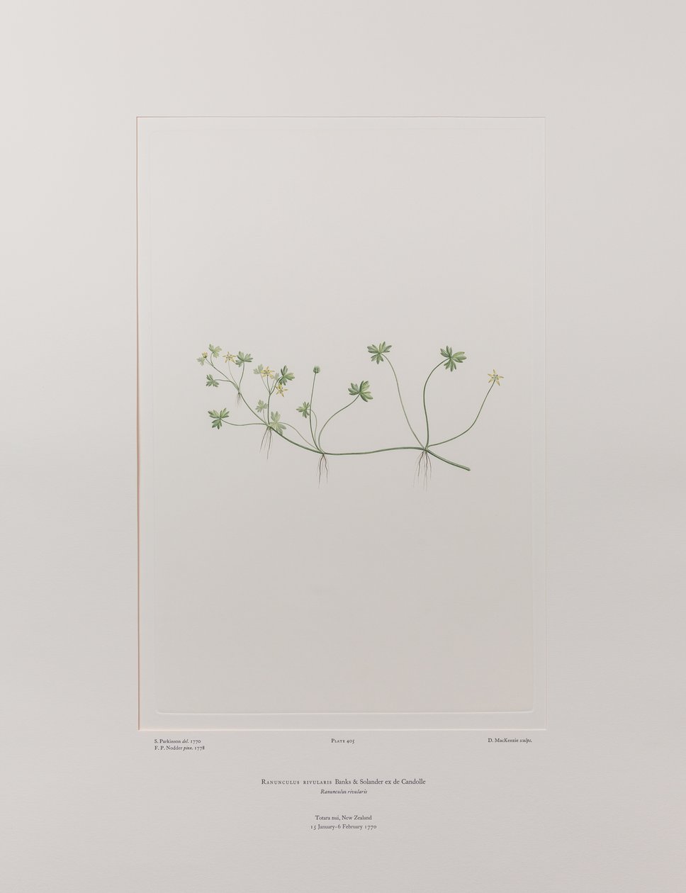 Ranunculus rivularis (Ranunculaceae) - Plate 405, Banks