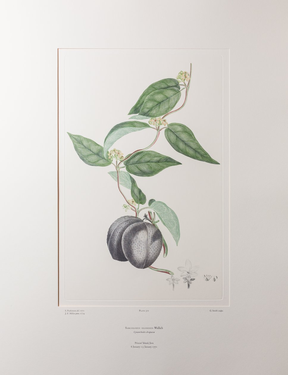 Sarcolobus globosus subsp. globosus - Plate 372, Banks