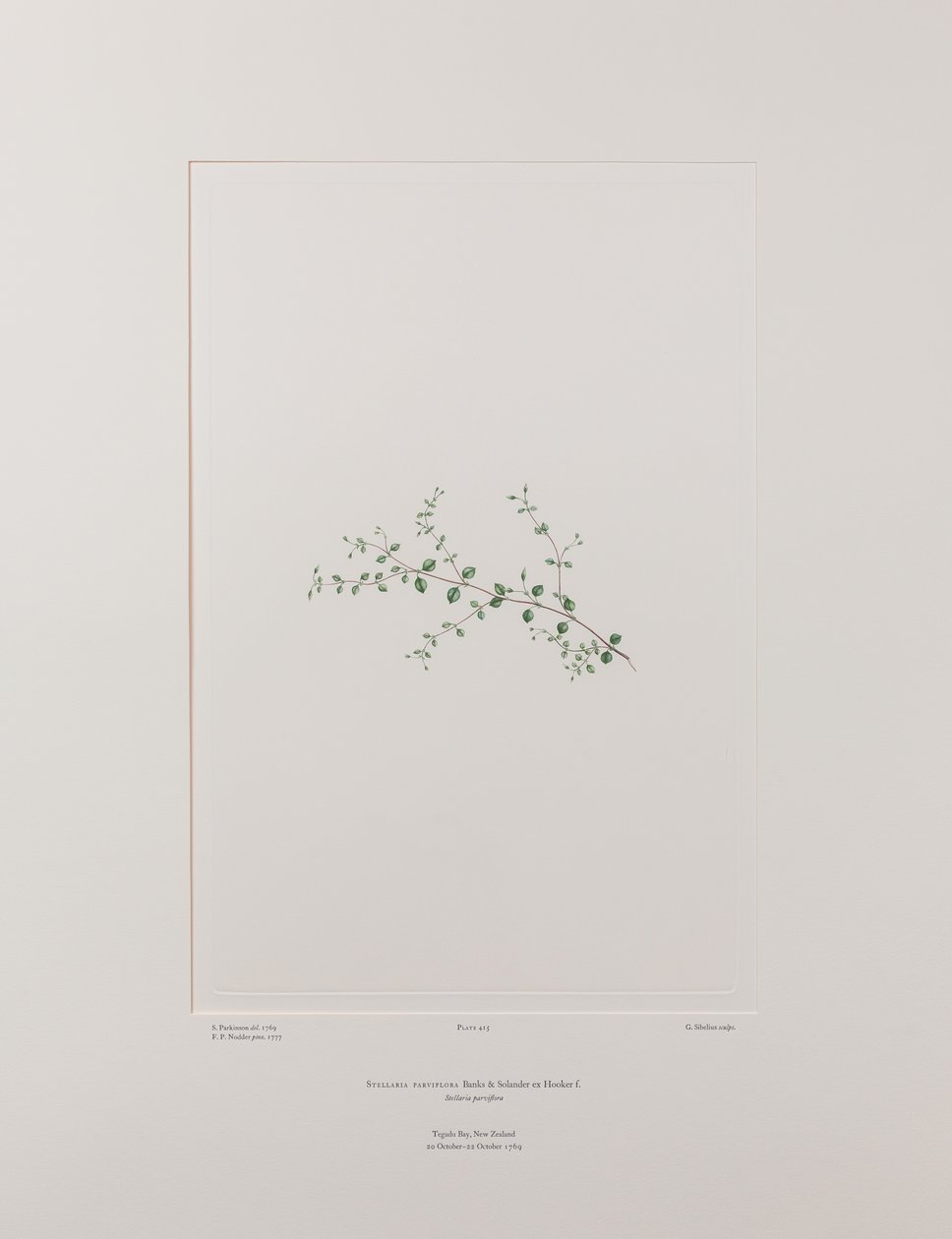 Stellaria parviflora (Caryophyllaceae) - Plate 415, Banks