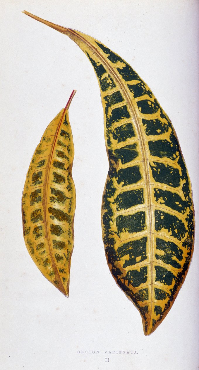 Croton leaf variegata. Botanical board in 
