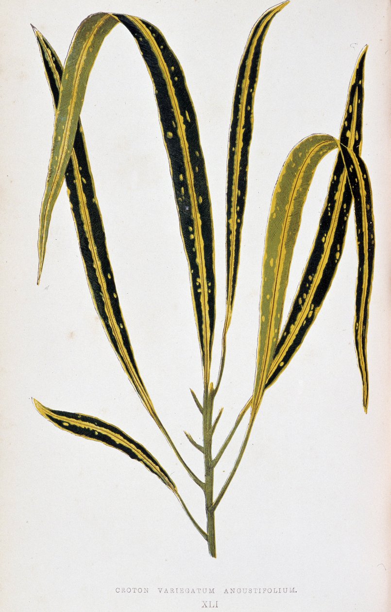 Croton Leaf Variegatum Angustifolium. Botanical Board in "Plants with Colorful Foliage. Collection of the Most Remarkable Species Used to Decorate Gardens, Greenhouses and Apartments, by Edward Joseph Lowe and W. Howard, Members of the London Horticultural by Joseph Edward and Howard W Lowe