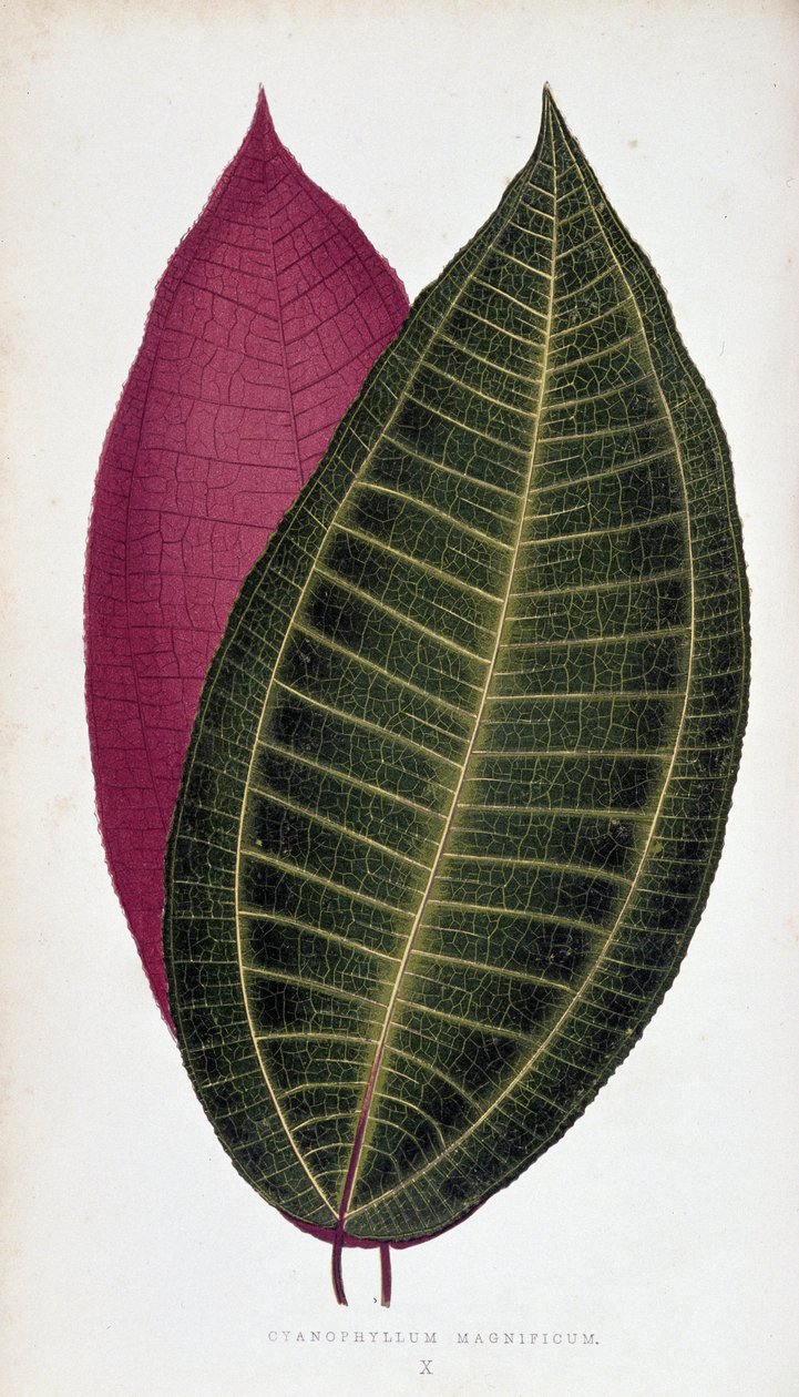 Leaf of Cyanophyllum Magnificum. Botanical Board in 