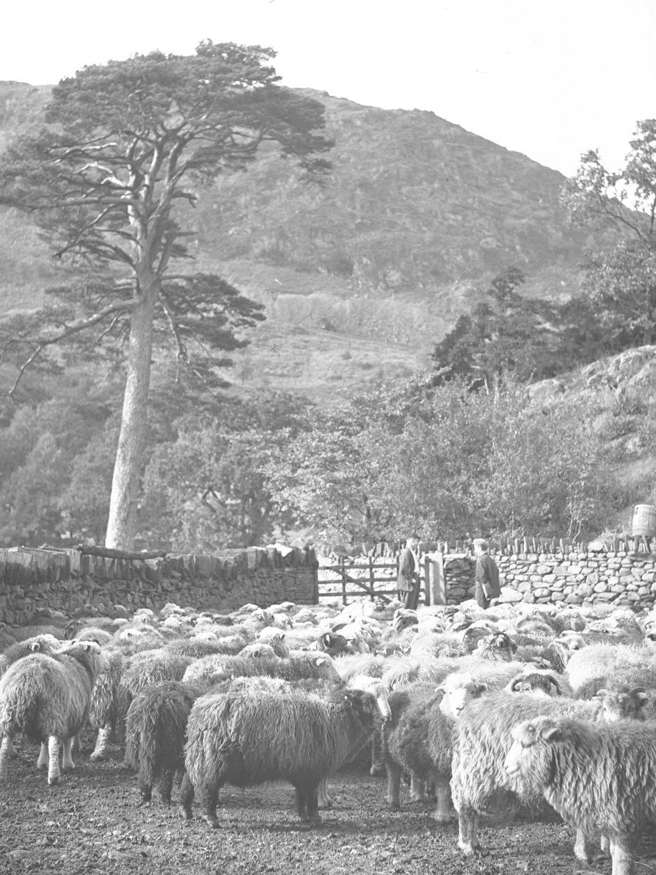 Flock of Sheep in Foreground by Joseph Hardman