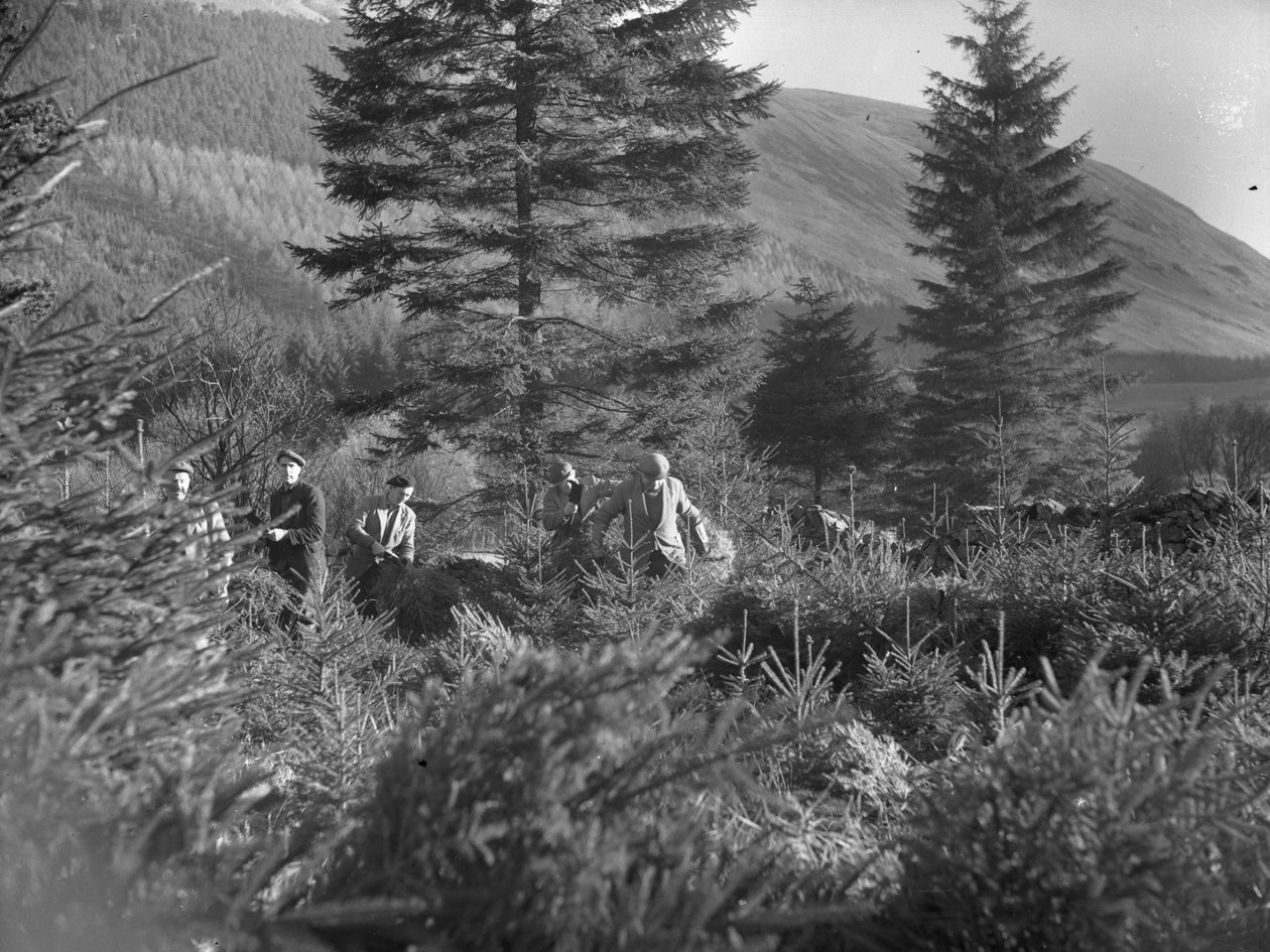 Men working amongst felled Christmas trees at Thirlmere by Joseph Hardman