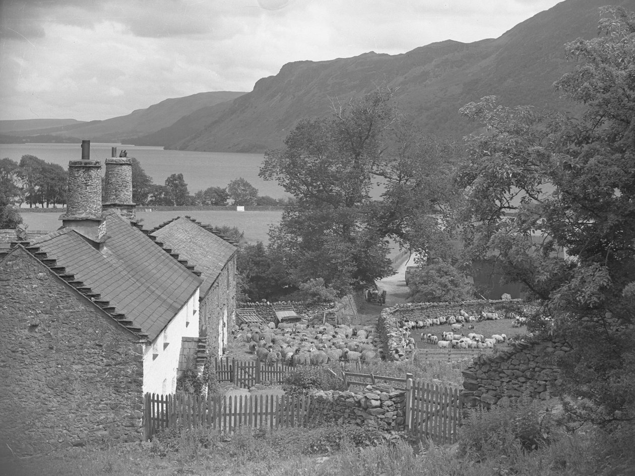 Sheep at a farm, lake and hills in background by Joseph Hardman