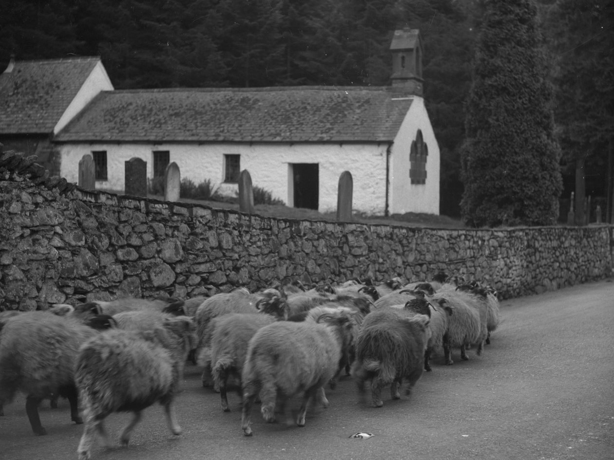 Sheep walking down the road outside church in Thirlmere by Joseph Hardman