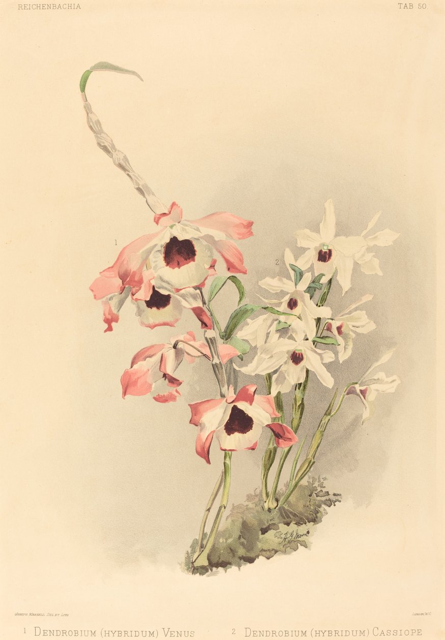 Dendrobium Hybridium Venus and Dendrobium Hybridium Cassiope by Joseph Mansell