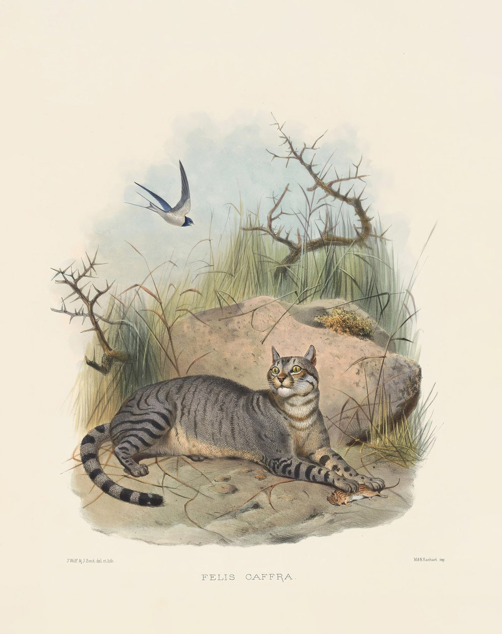 African Wildcat by Joseph Wolf