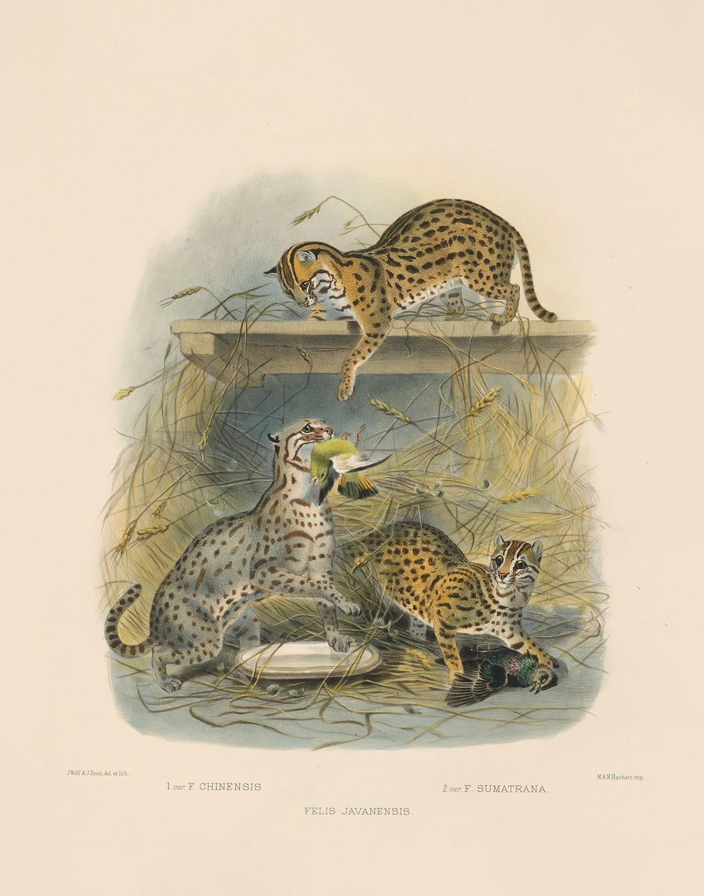 Asian Bengal Cats by Joseph Wolf