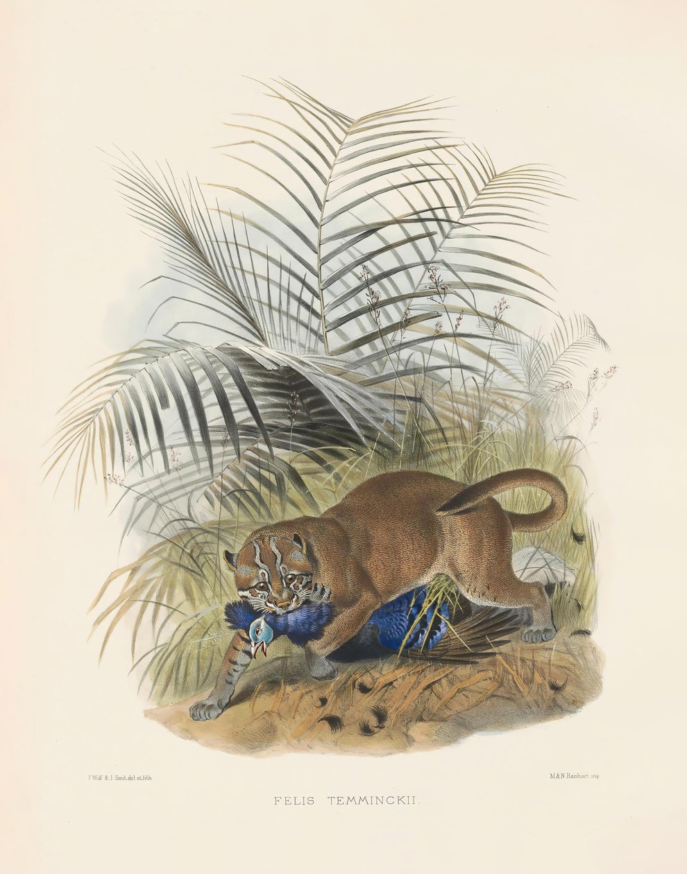 Asian Golden Cat by Joseph Wolf