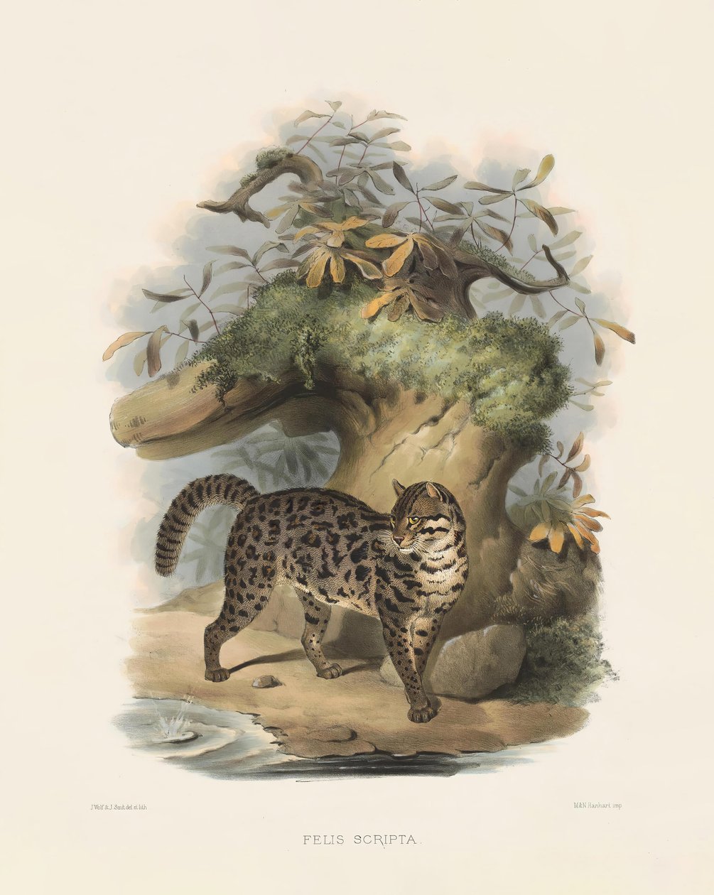 Asian Leopard Cat (Felis scripta) by Joseph Wolf