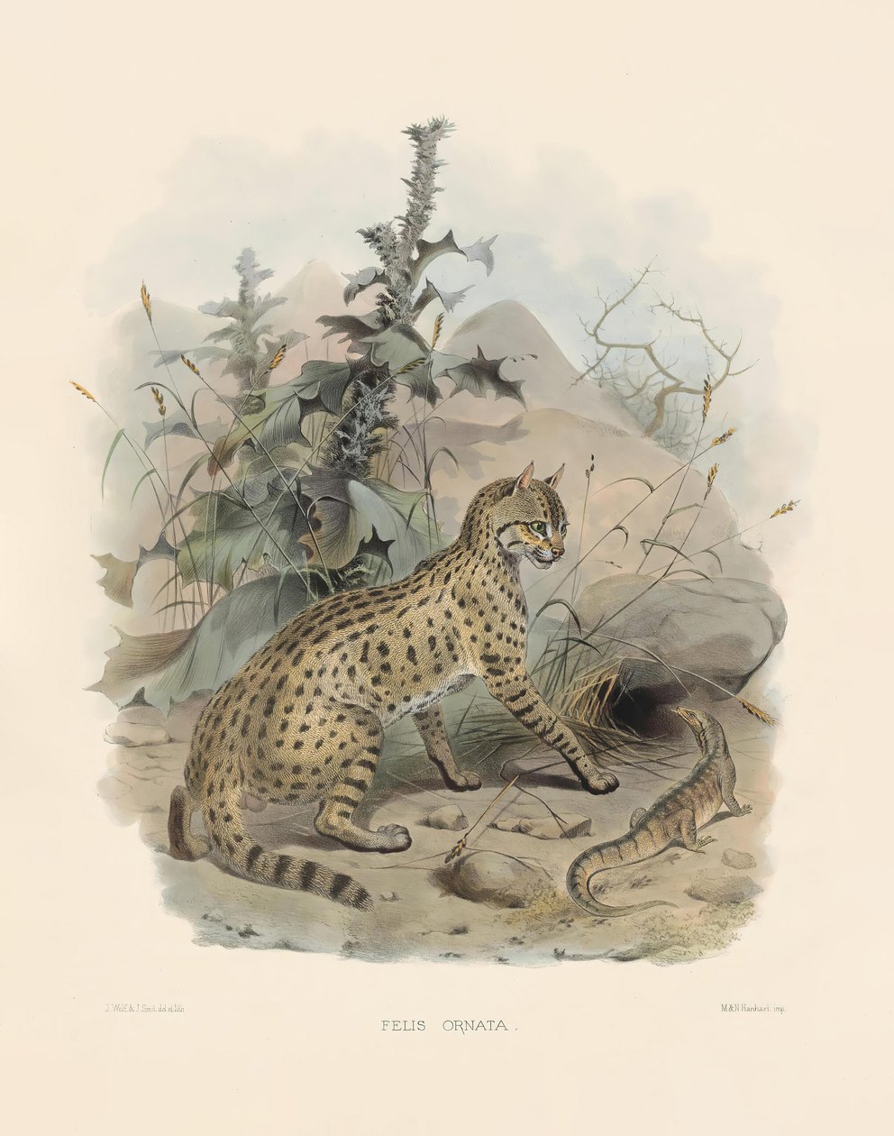 Asiatic Wildcat by Joseph Wolf