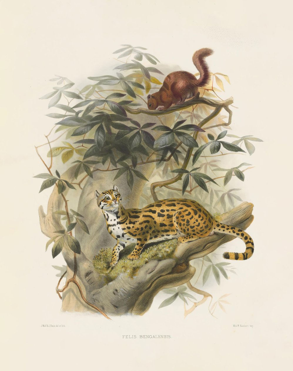 Bengal Cat by Joseph Wolf