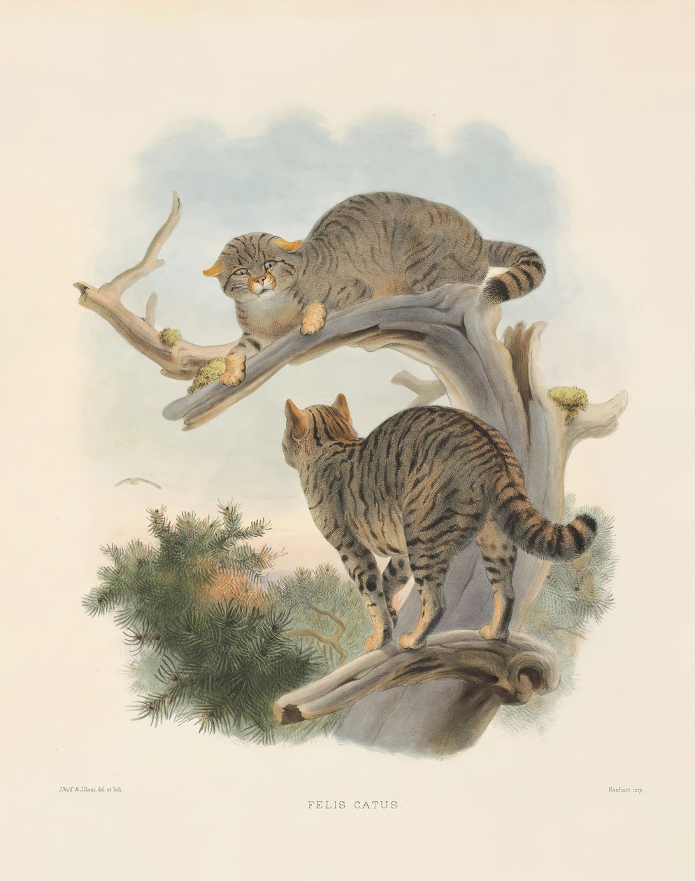 European Wildcat by Joseph Wolf