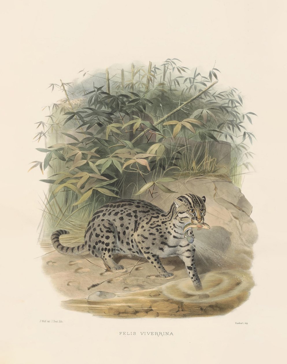 Fishing Cat by Joseph Wolf