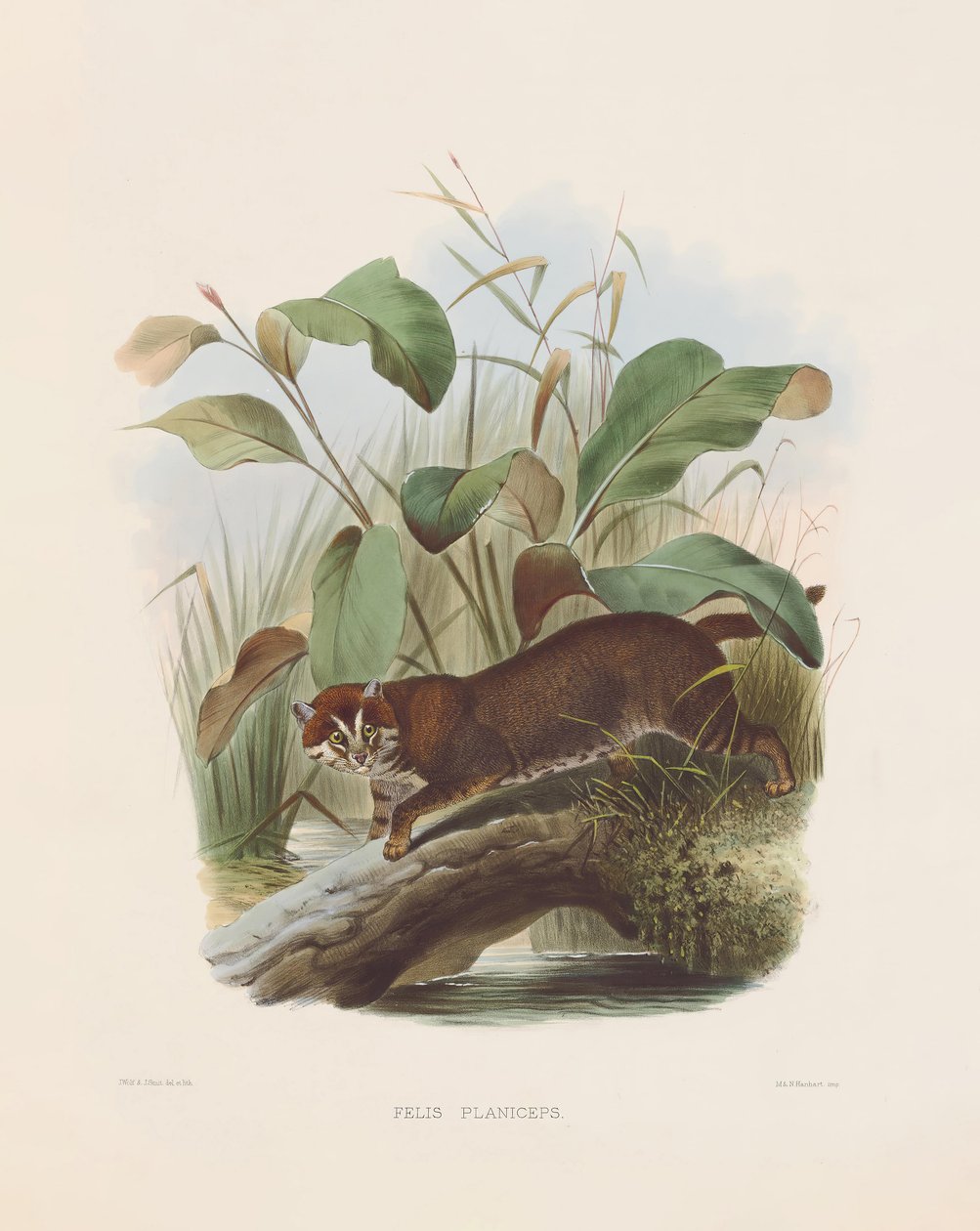 Flat-headed Cat by Joseph Wolf