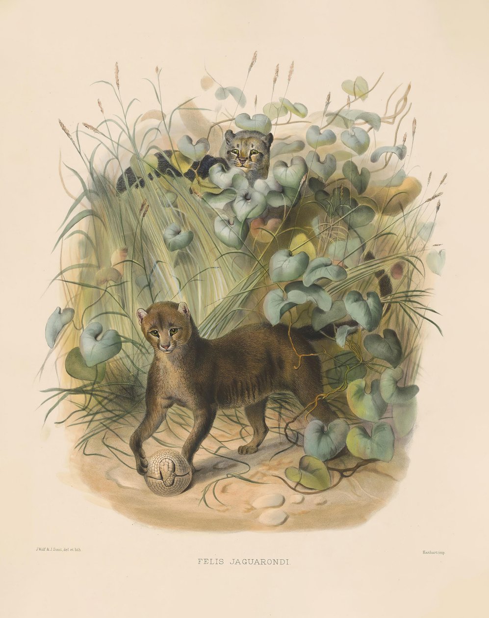 Jaguarundi by Joseph Wolf