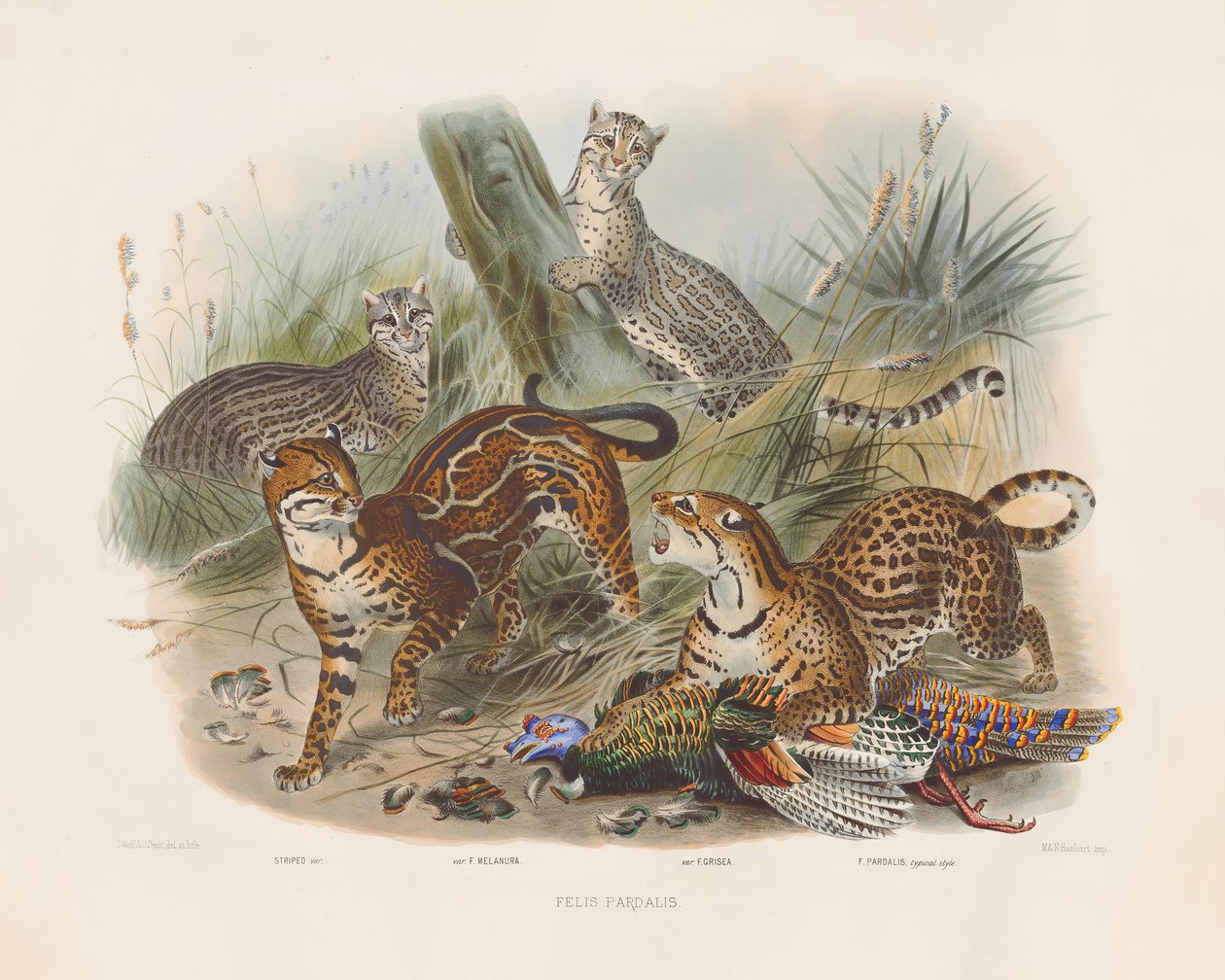 Leopards and Their Variations by Joseph Wolf