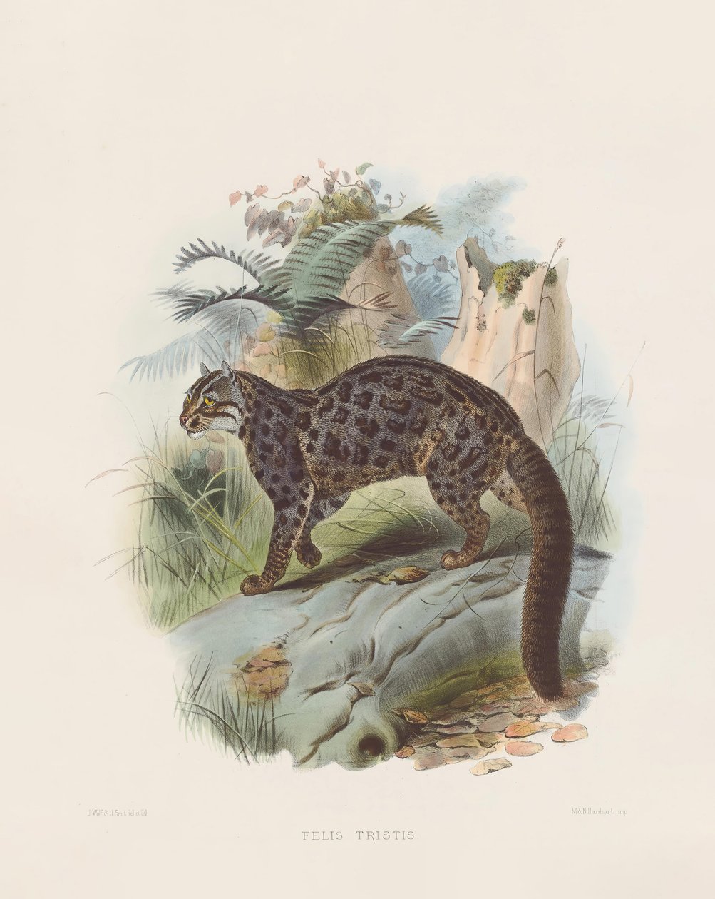 Marbled Cat by Joseph Wolf