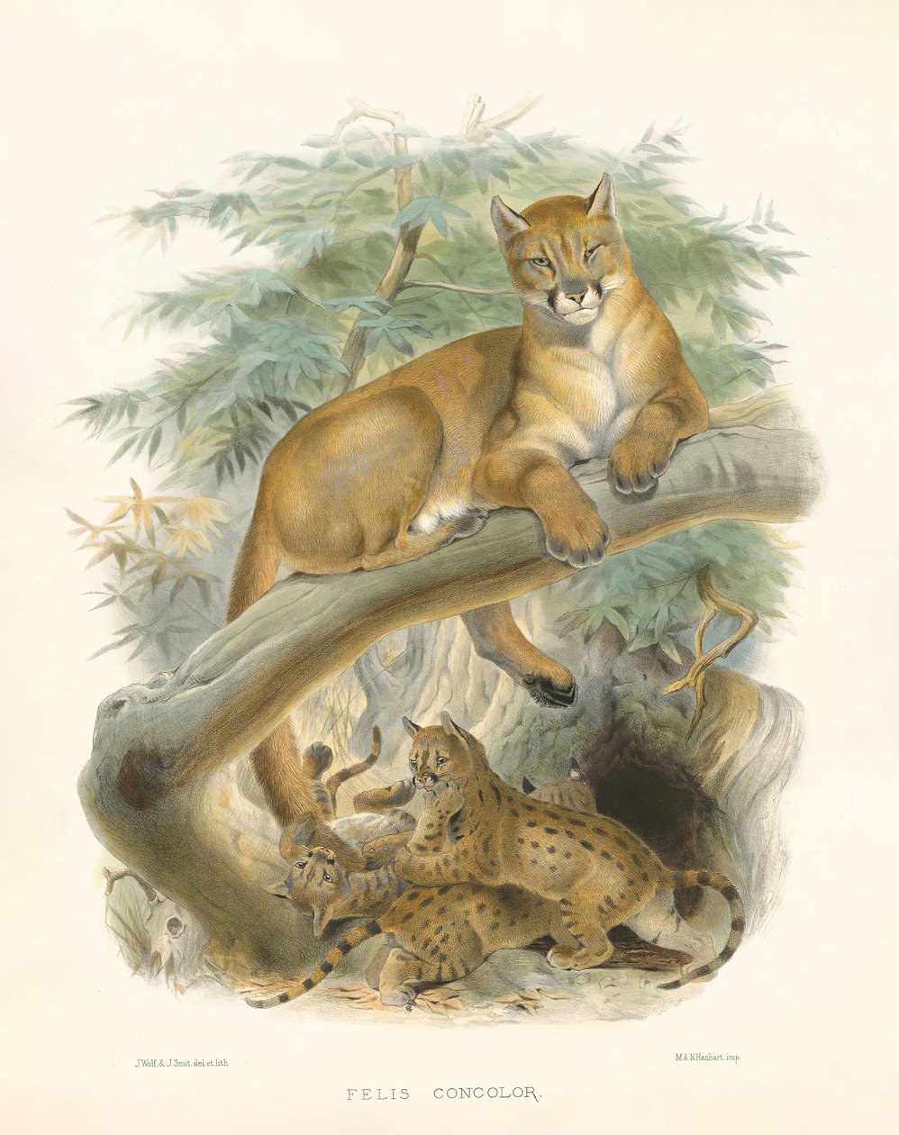 Mountain Lion or Cougar by Joseph Wolf