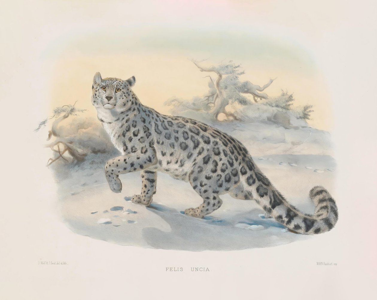 Snow Leopard (Felis uncia) by Joseph Wolf
