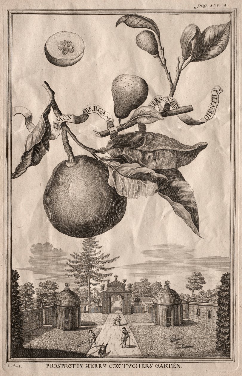Nuremberg Hesperides: Bergamot Lemon, 1714 by Joseph de Montalegre