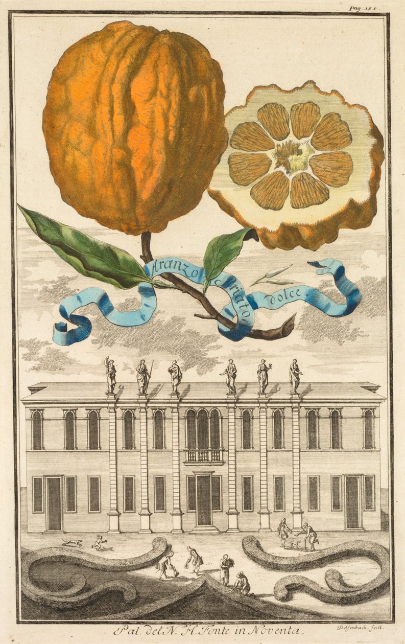 Nurnbergische Hesperides: No185 - Aranzo Striato dolce. Palazzo del N. H. Fonte in Noventa, c1708 by Joseph de Montalegre