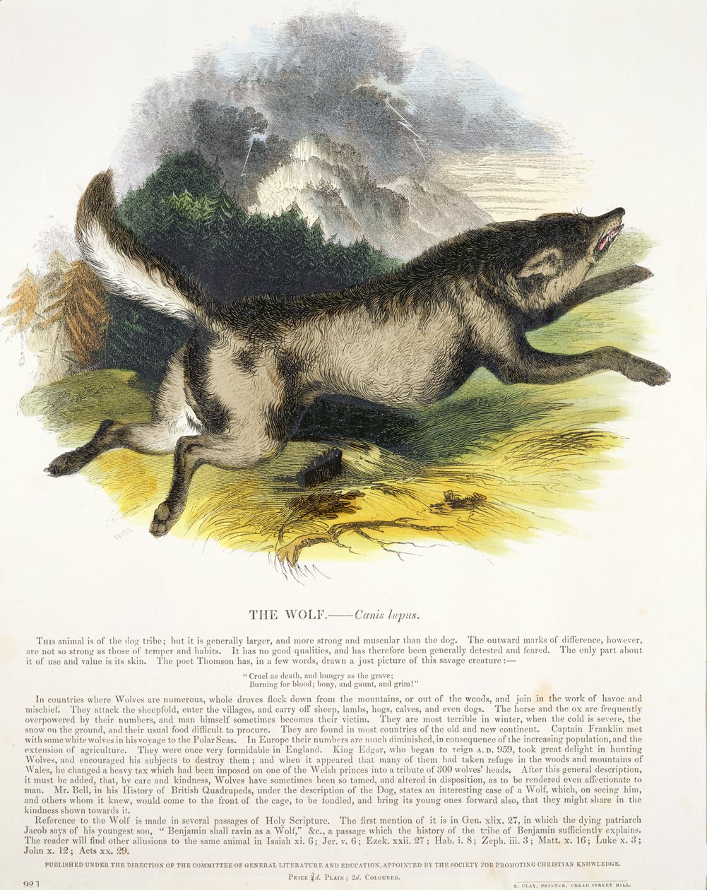 The Wolf (Canis lupus) educational illustration pub. by the Society for Promoting Christian Knowledge, 1843 by Josiah Wood Whymper