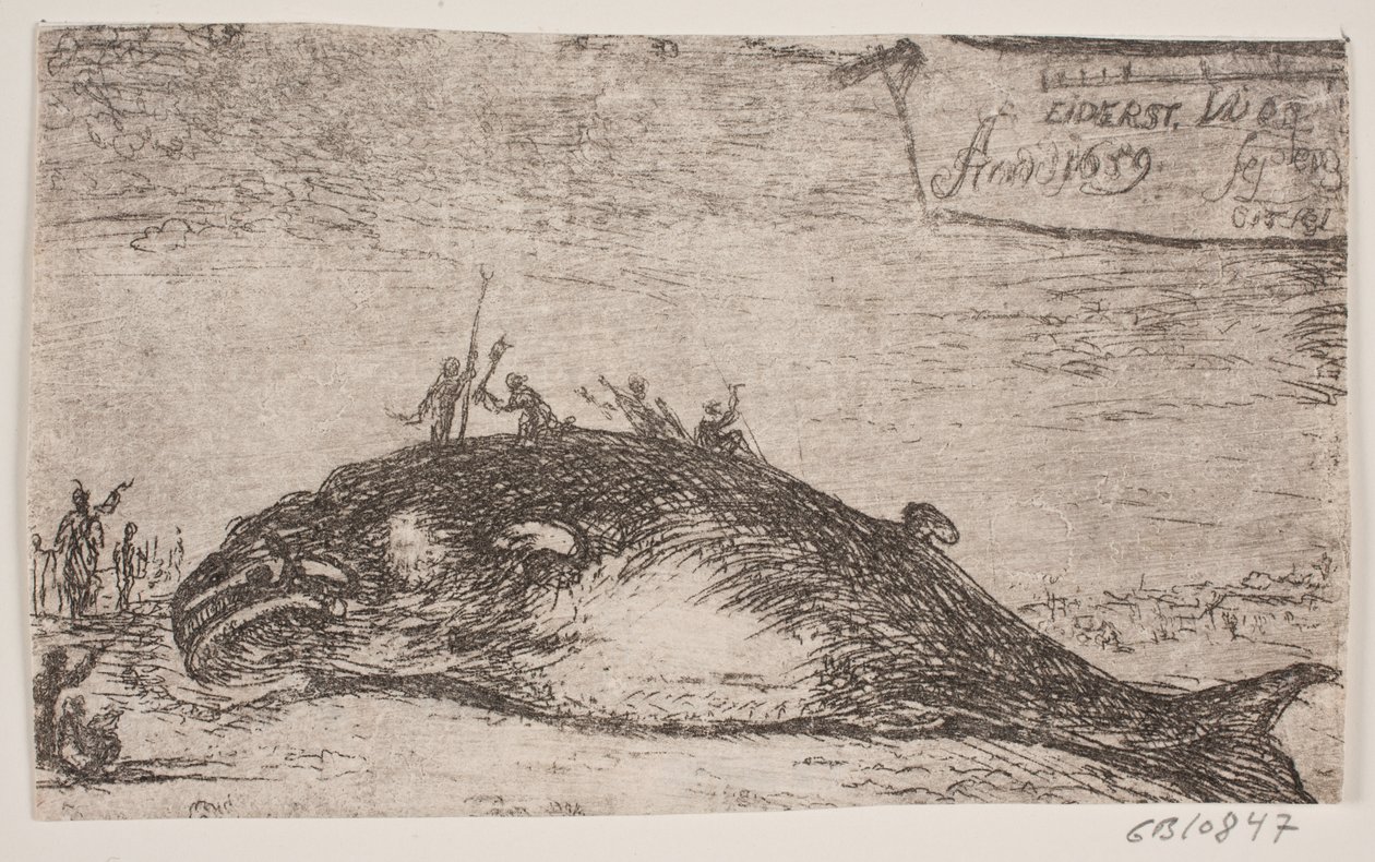 A Whale Stranded at Eiderstedt by Jürgen Ovens