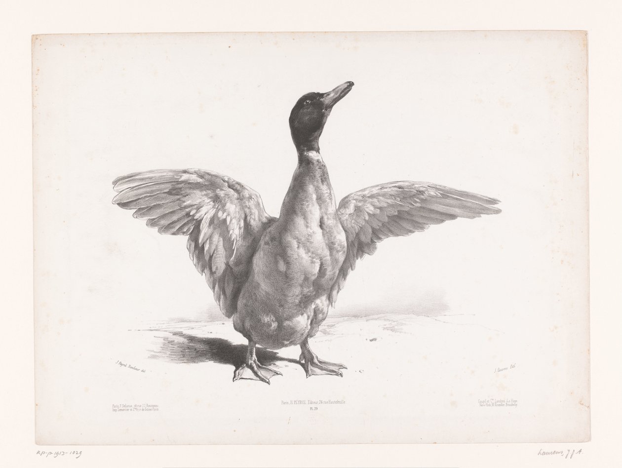 Study of a Duck with Spread Wings by Jules Joseph Augustin Laurens