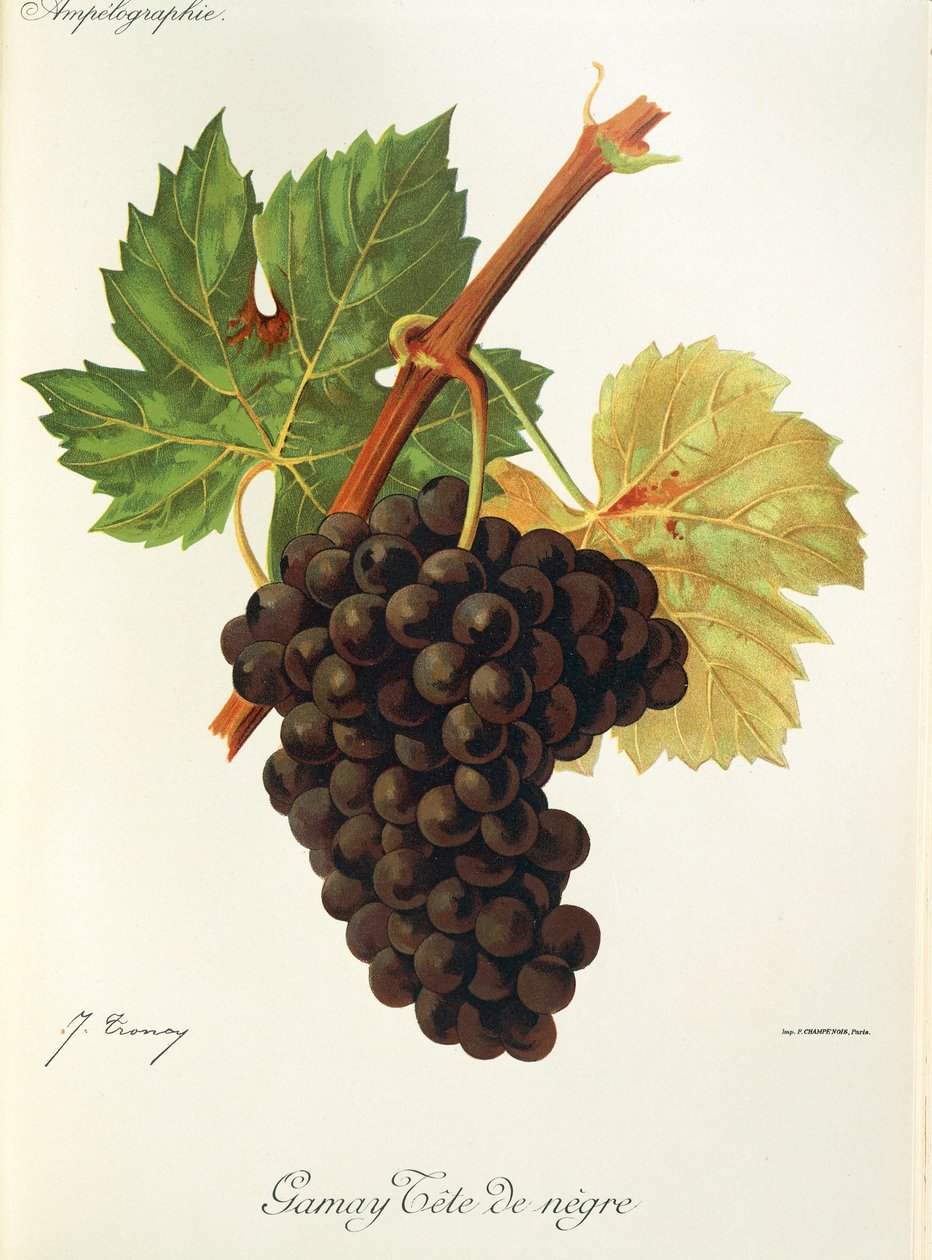 Gamay Tete De Negre Grape By Jules Troncy Fine Art Print