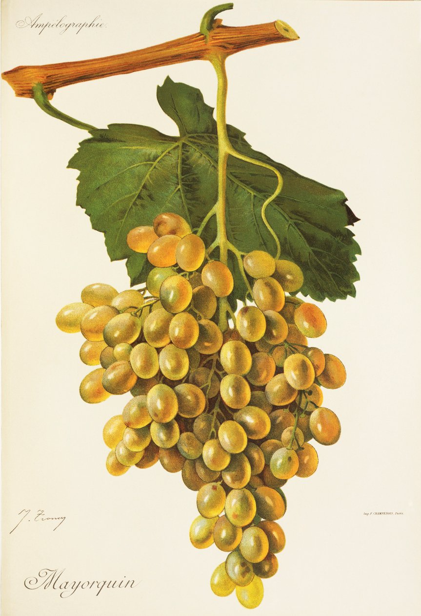Mayorquin Grape by Jules Troncy