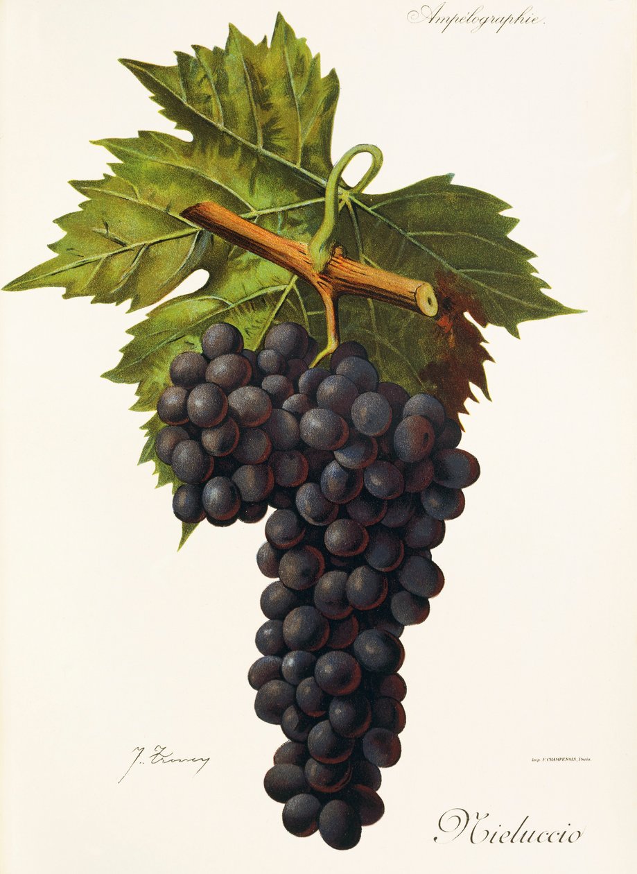 Mieluccio grape by Jules Troncy