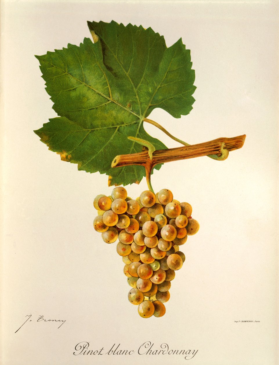 Pinot Blanc Chardonnay grape by Jules Troncy