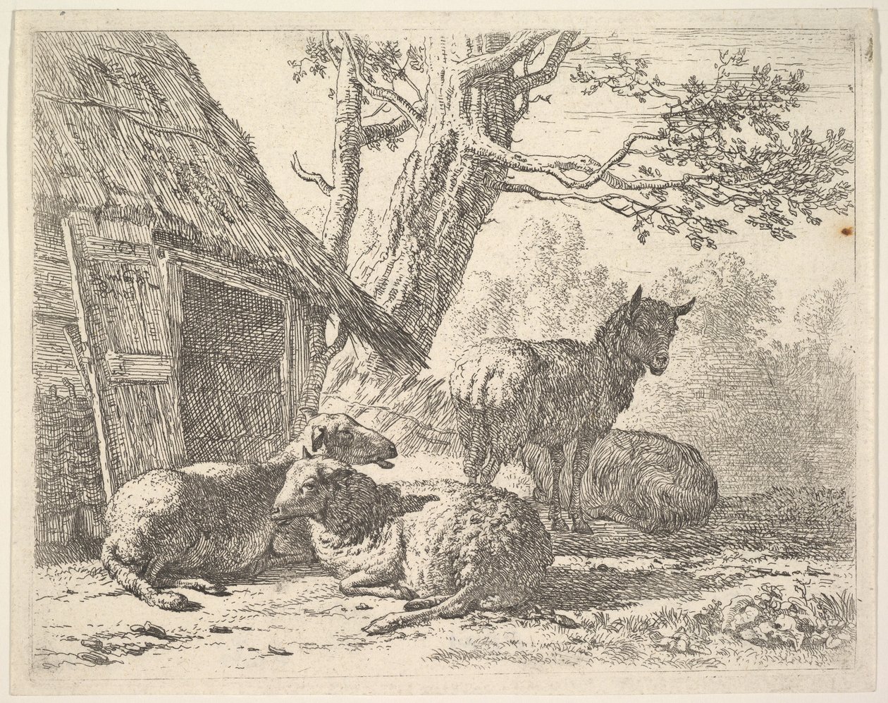 Four Sheep, One Sheep Stands Among Three Others Lying on the Ground Next to a Shed by Karel Du Jardin