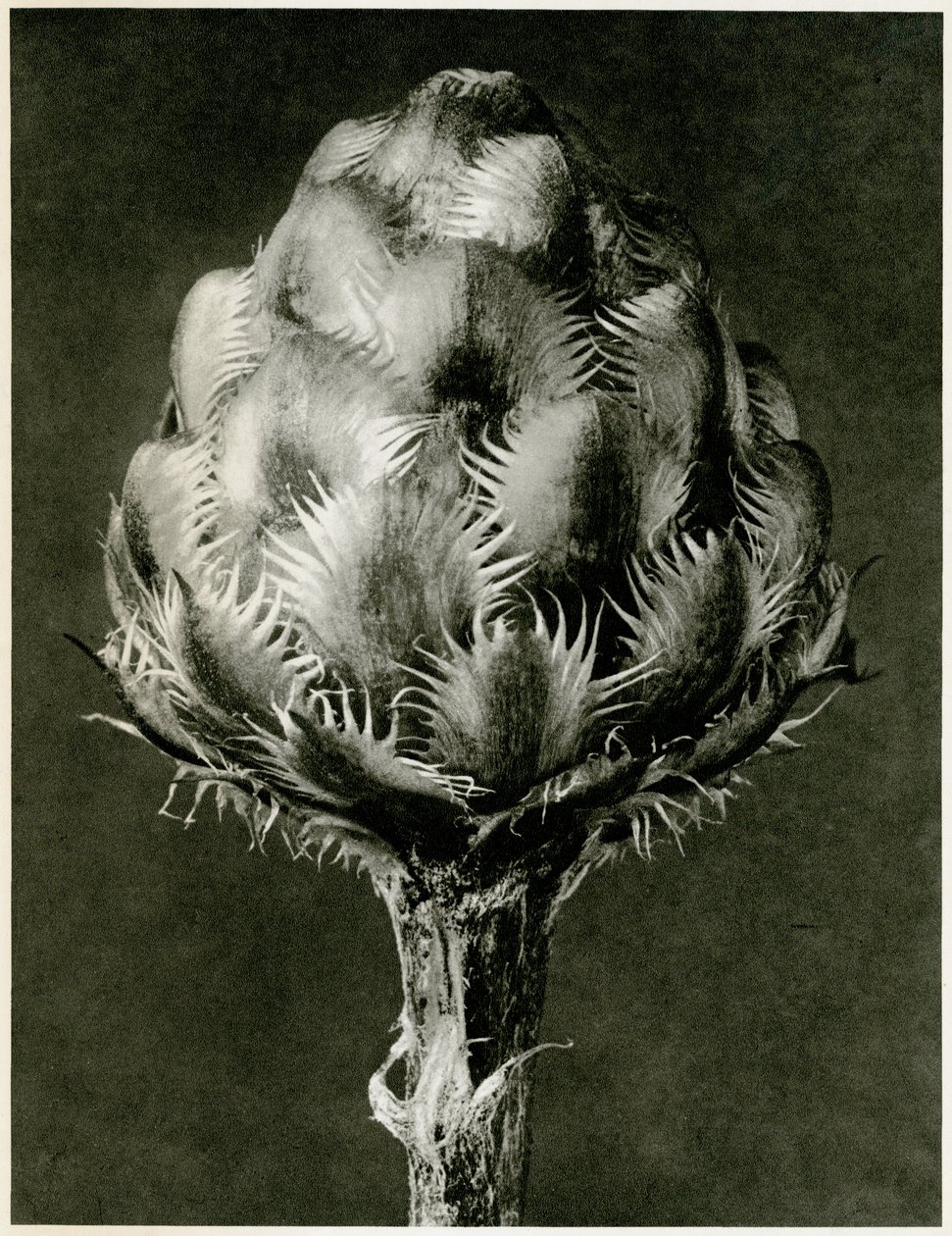 Centaurea Grecesina by Karl Blossfeldt