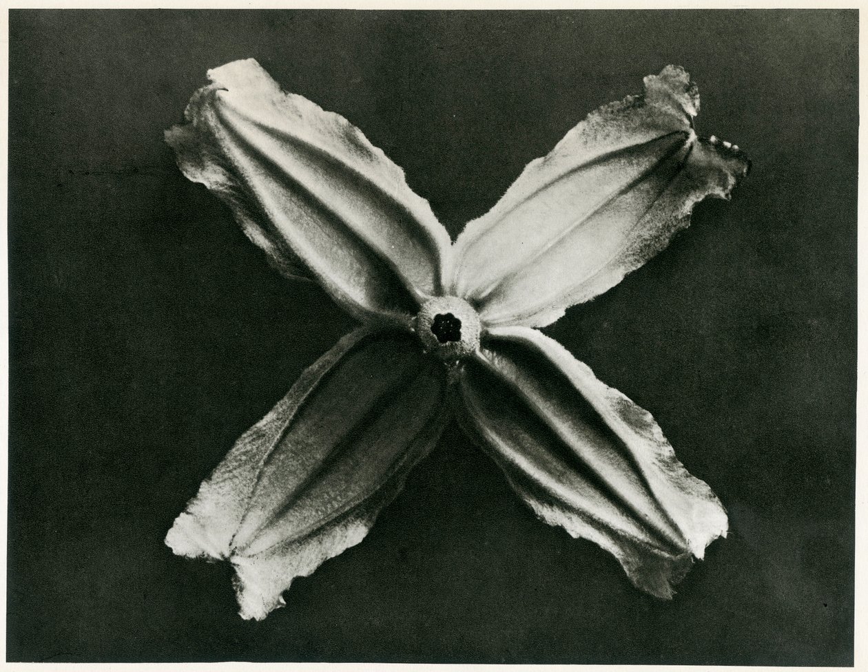 Clematis Integrifolia by Karl Blossfeldt