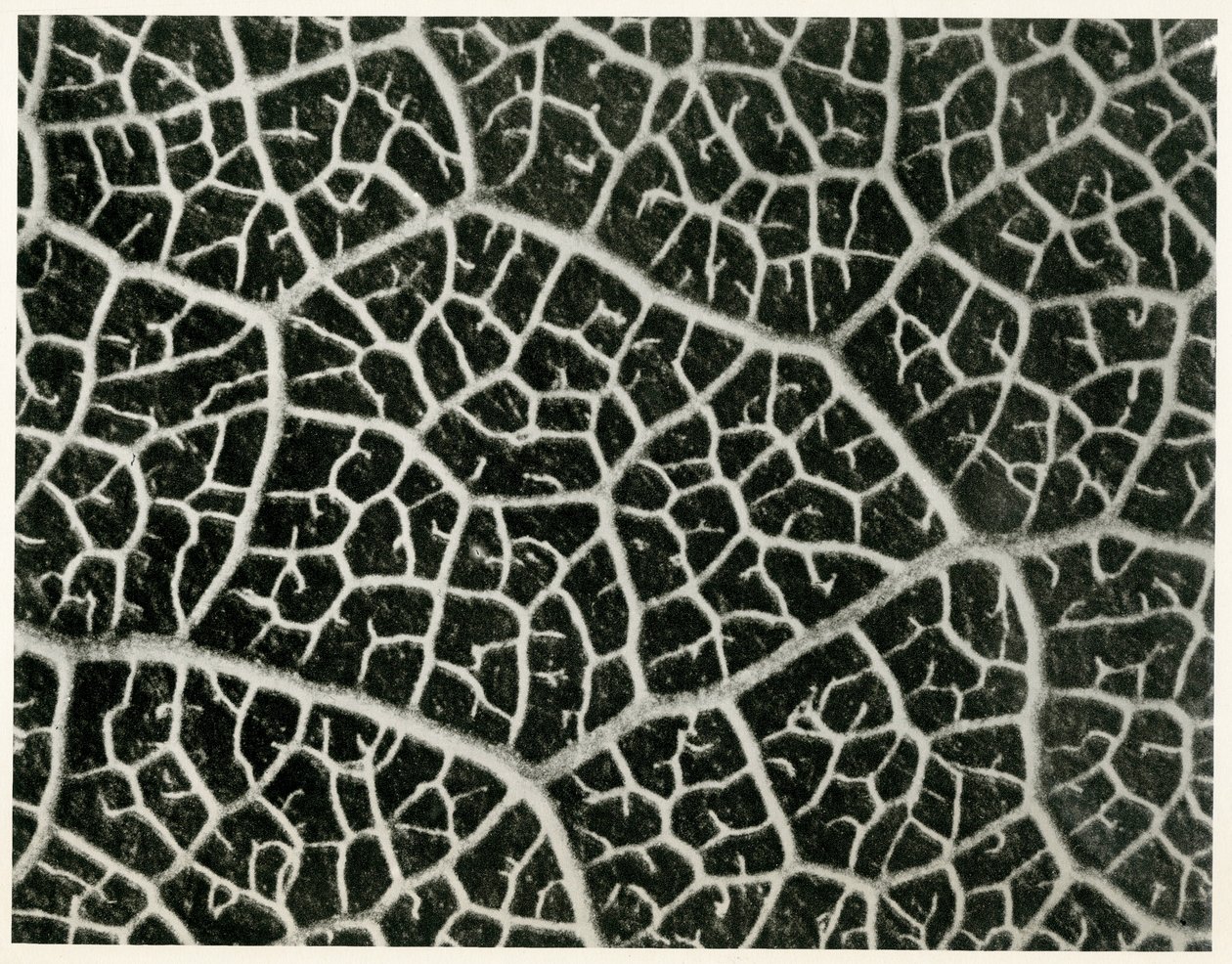Columbia Blatt by Karl Blossfeldt